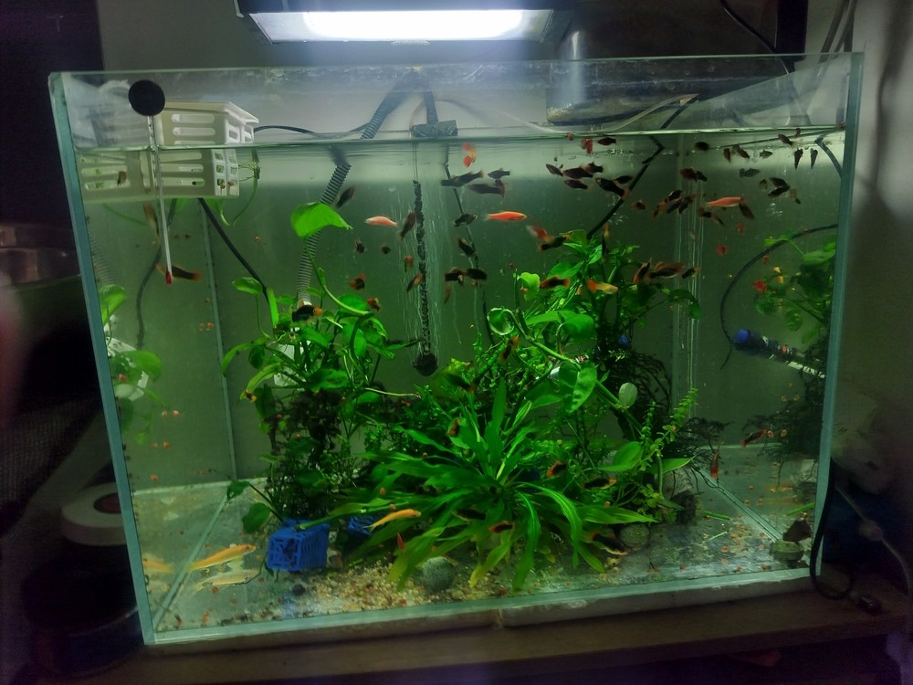 水草需要加二氧化碳了