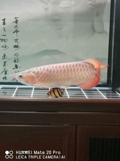 龍魚掉了一片鱗多久才能長回來？vs祥龍魚場：紅龍魚掉鱗后的恢復時間