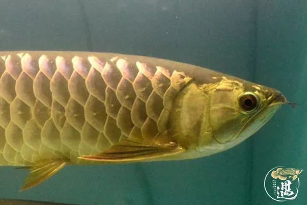 龍魚鱗片有點翹起怎么回事vs祥龍魚場:龍魚鱗片翹起可能由多種因素引起 vs祥龍魚場 第4張 龍魚鱗片有點翹起怎么回事vs祥龍魚場:龍魚鱗片翹起可能由多種因素引起 龍魚鱗片有點翹起怎么回事vs祥龍魚場:龍魚鱗片翹起可能由多種因素引起 vs祥龍魚場 第4張