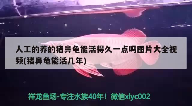 人工的養的豬鼻龜能活得久一點嗎圖片大全視頻(豬鼻龜能活幾年)