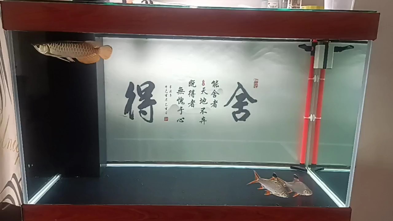 小金到家第46天