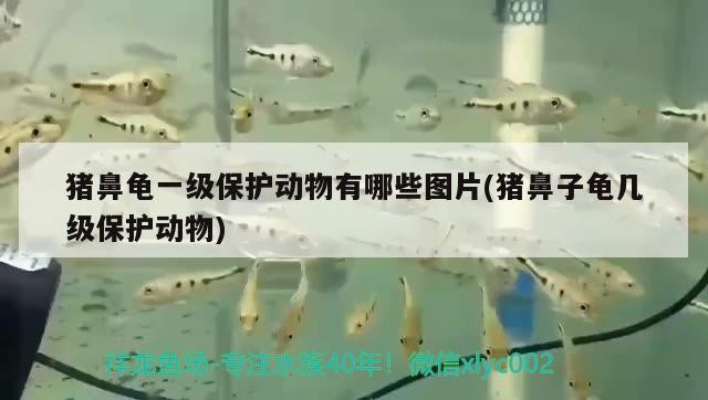 豬鼻龜一級保護(hù)動物有哪些圖片(豬鼻子龜幾級保護(hù)動物)