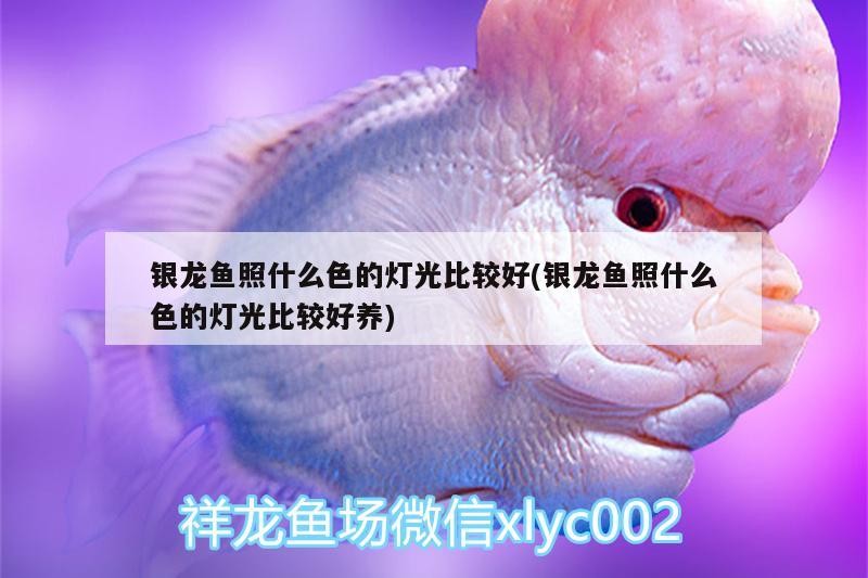 我的虎魚真菌感染了要怎么處理 銀龍魚照什么色的燈光比較好(銀龍魚照什么色的燈光比較好養) 銀龍魚百科 銀龍魚照什么色的燈光比較好(銀龍魚照什么色的燈光比較好養) 銀龍魚照什么色的燈光比較好(銀龍魚照什么色的燈光比較好養) 銀龍魚百科