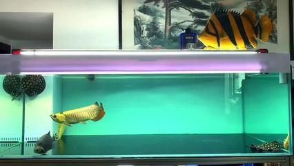 皇冠魟魚(yú)水溫度多少最佳：皇冠魟魚(yú)水溫多少最佳 皇冠魟魚(yú)水溫度多少最佳：皇冠魟魚(yú)水溫多少最佳 魟魚(yú)百科 第1張