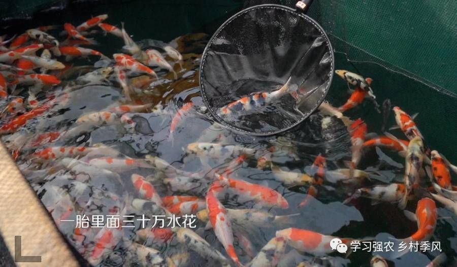 觀賞魚賺錢嗎知乎（觀賞魚養殖技術揭秘觀賞魚養殖技術揭秘觀賞魚養殖技術） 觀賞魚賺錢嗎知乎（觀賞魚養殖技術揭秘觀賞魚養殖技術揭秘觀賞魚養殖技術） 伊罕水族 第4張