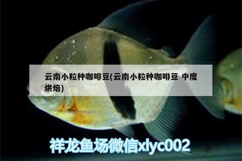 新到家的小虎魚(yú) 云南小粒種咖啡豆(云南小粒種咖啡豆中度烘焙) 馬來(lái)西亞咖啡 云南小粒種咖啡豆(云南小粒種咖啡豆中度烘焙) 云南小粒種咖啡豆(云南小粒種咖啡豆中度烘焙) 馬來(lái)西亞咖啡