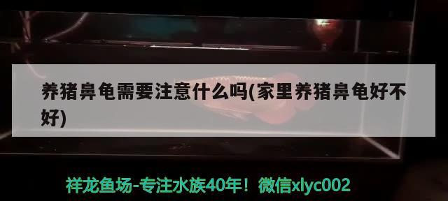 養豬鼻龜需要注意什么嗎(家里養豬鼻龜好不好)