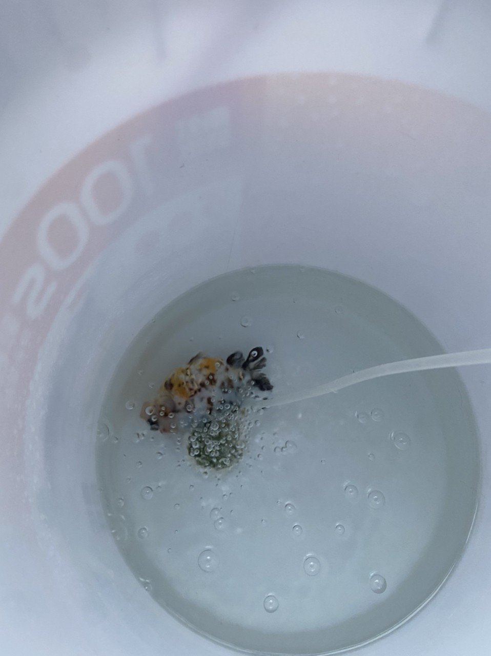 我的虎魚真菌感染了要怎么處理 蘭壽生病 龍魚論壇 蘭壽生病 蘭壽生病 龍魚論壇