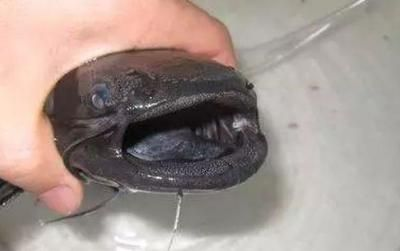 23公分的紅龍魚鰭有多長：23公分的紅龍魚鰭長度為23公分的紅龍魚鰭有多長