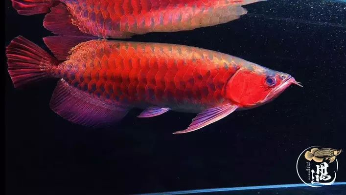 龍魚翻腮怎么治療vs祥龍魚場：龍魚翻腮的一般治療方法 龍魚翻腮怎么治療vs祥龍魚場：龍魚翻腮的一般治療方法 vs祥龍魚場 第1張