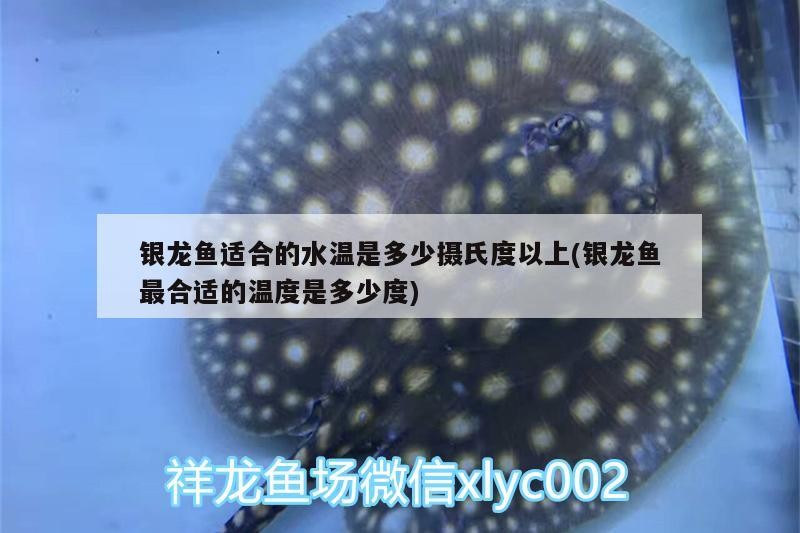 銀龍魚(yú)適合的水溫是多少攝氏度以上(銀龍魚(yú)最合適的溫度是多少度)