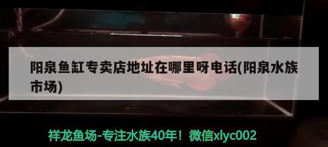 陽(yáng)泉魚(yú)缸專(zhuān)賣(mài)店地址在哪里呀電話(huà)(陽(yáng)泉水族市場(chǎng))