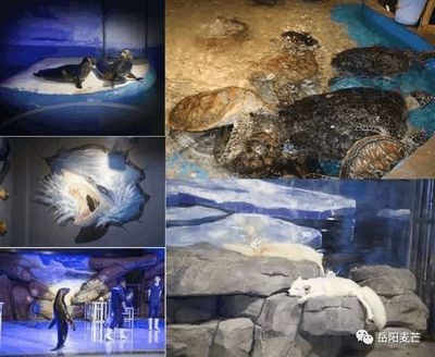 《麻衣風水師》中哪個角色最受歡迎 《麻衣風水師》中哪個角色最受歡迎 龍魚百科 第2張
