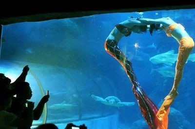 岳陽水族館vs祥龍魚場(岳陽水族館與祥龍魚場各有其特色和優勢)