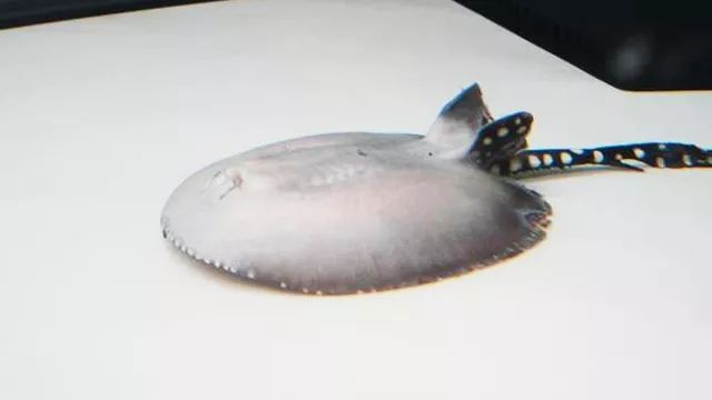 魟魚脫膜多久恢復好：魟魚脫膜多久恢復