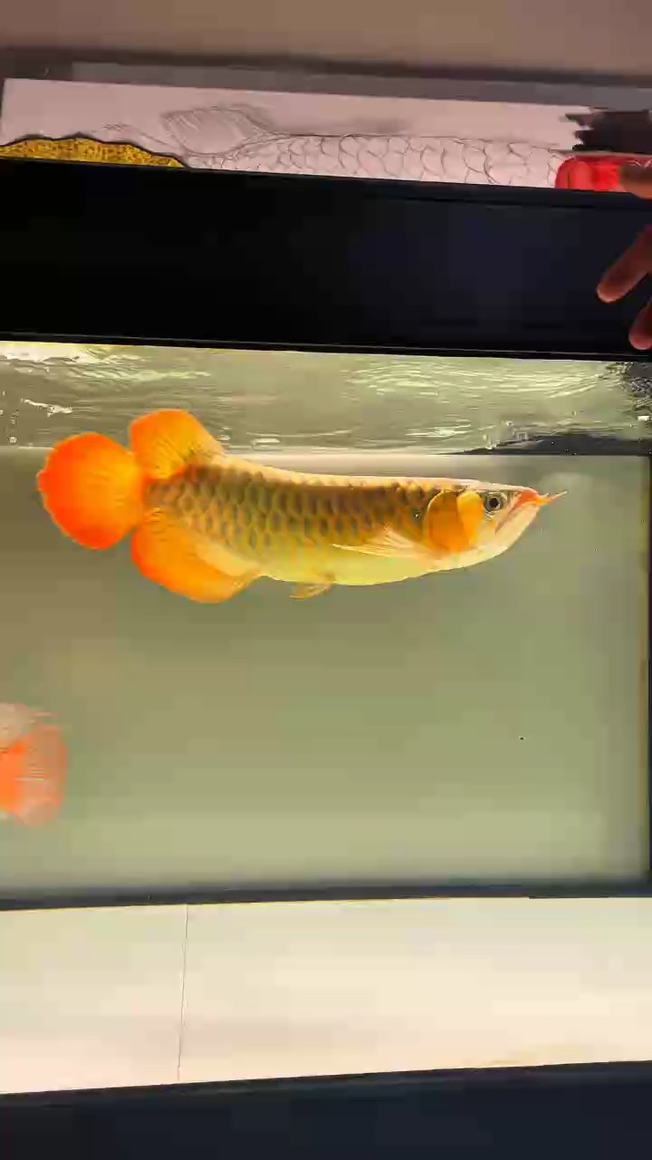 龍魚的發色跟狀態成正比