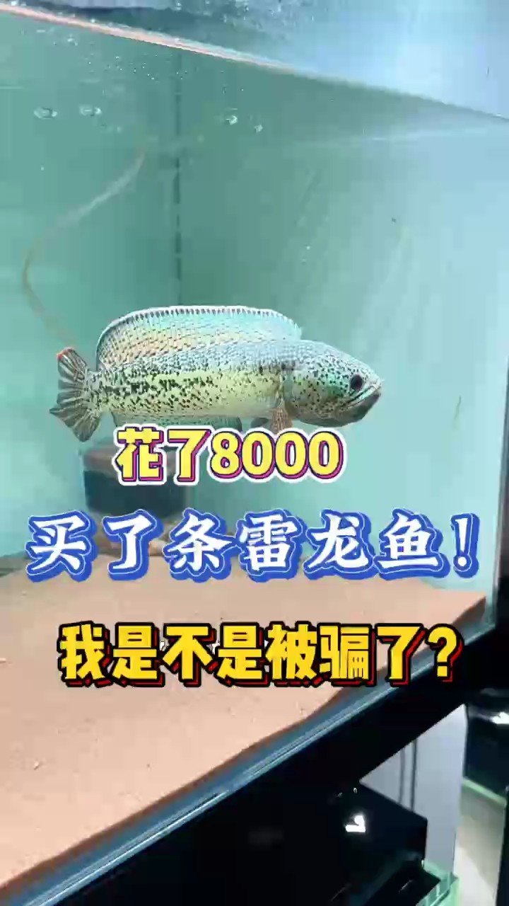 這雷龍魚值8000嗎？