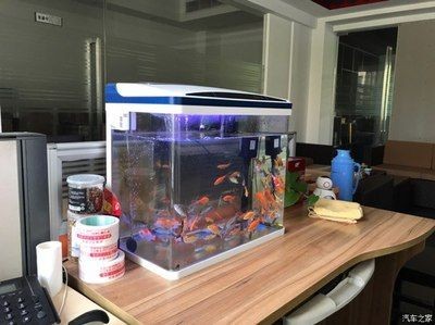 魟魚60寬的魚缸能養嗎：60寬的魚缸可以養殖魟魚嗎，60寬的魚缸能養嗎 魟魚60寬的魚缸能養嗎：60寬的魚缸可以養殖魟魚嗎，60寬的魚缸能養嗎 魟魚百科 第2張