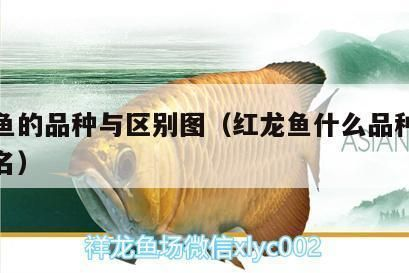 紅龍魚什么品種最好：紅龍魚品種介紹