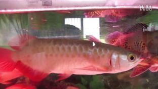紅龍魚入缸多長時間可以喂食了