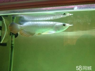 過背金龍魚好養嗎怎么養的好一點：過背金龍魚的飼養指南
