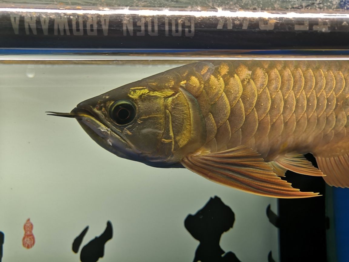 世界上有沒(méi)有龍魚(yú)這種魚(yú)呢（金龍魚(yú)是海魚(yú)還是淡水魚(yú)）
