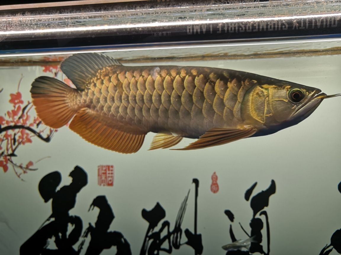世界上有沒(méi)有龍魚(yú)這種魚(yú)呢（金龍魚(yú)是海魚(yú)還是淡水魚(yú)）