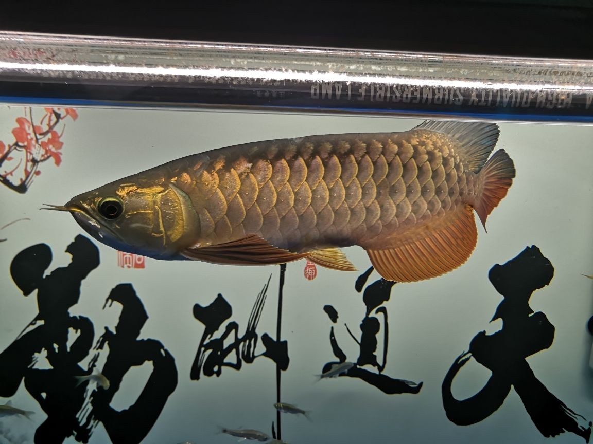 世界上有沒(méi)有龍魚(yú)這種魚(yú)呢（金龍魚(yú)是海魚(yú)還是淡水魚(yú)）