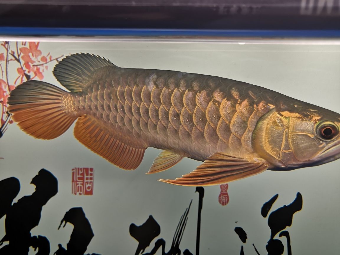 世界上有沒(méi)有龍魚(yú)這種魚(yú)呢（金龍魚(yú)是海魚(yú)還是淡水魚(yú)）