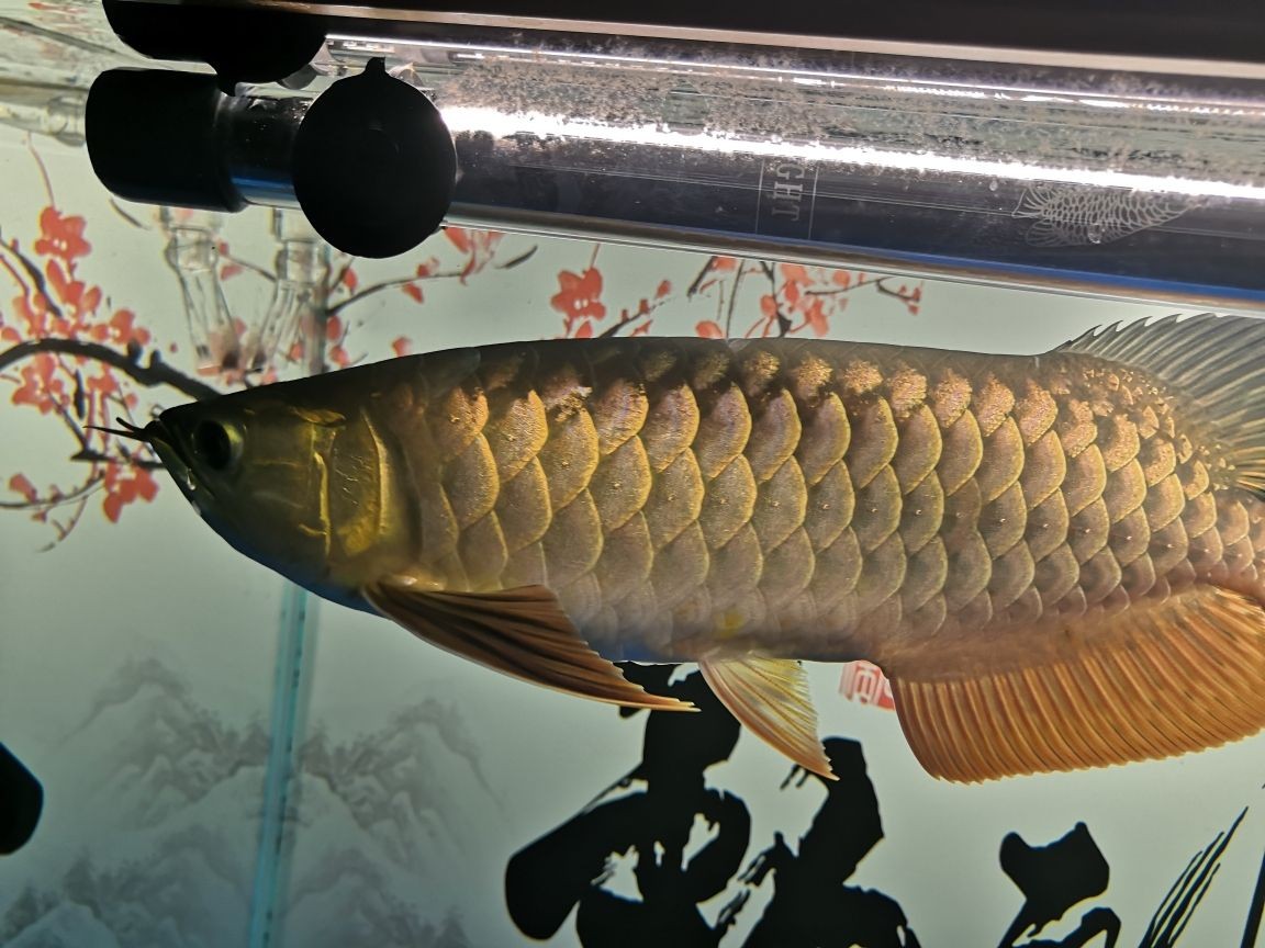 世界上有沒(méi)有龍魚(yú)這種魚(yú)呢（金龍魚(yú)是海魚(yú)還是淡水魚(yú)）