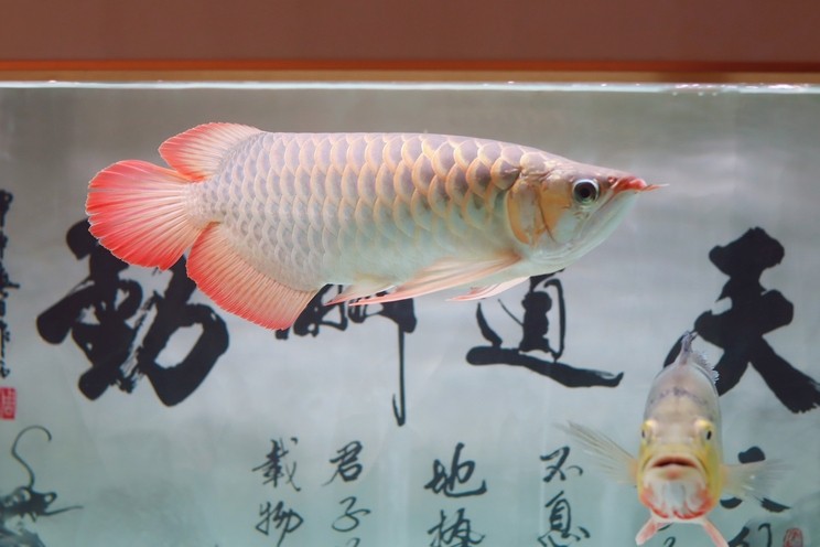 抓拍