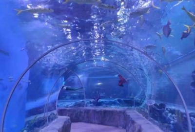 平頂山水族館vs祥龍魚場（平頂山水族館與祥龍魚場之間的差異之前，我們需要明確的業(yè)務(wù)范圍）