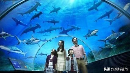 平頂山水族館vs祥龍魚場（平頂山水族館與祥龍魚場之間的差異之前，我們需要明確的業(yè)務(wù)范圍）