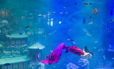 平頂山水族館vs祥龍魚場（平頂山水族館與祥龍魚場之間的差異之前，我們需要明確的業(yè)務(wù)范圍）