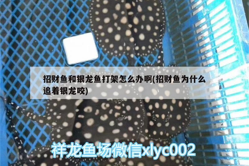 招財魚和銀龍魚打架怎么辦啊(招財魚為什么追著銀龍咬)