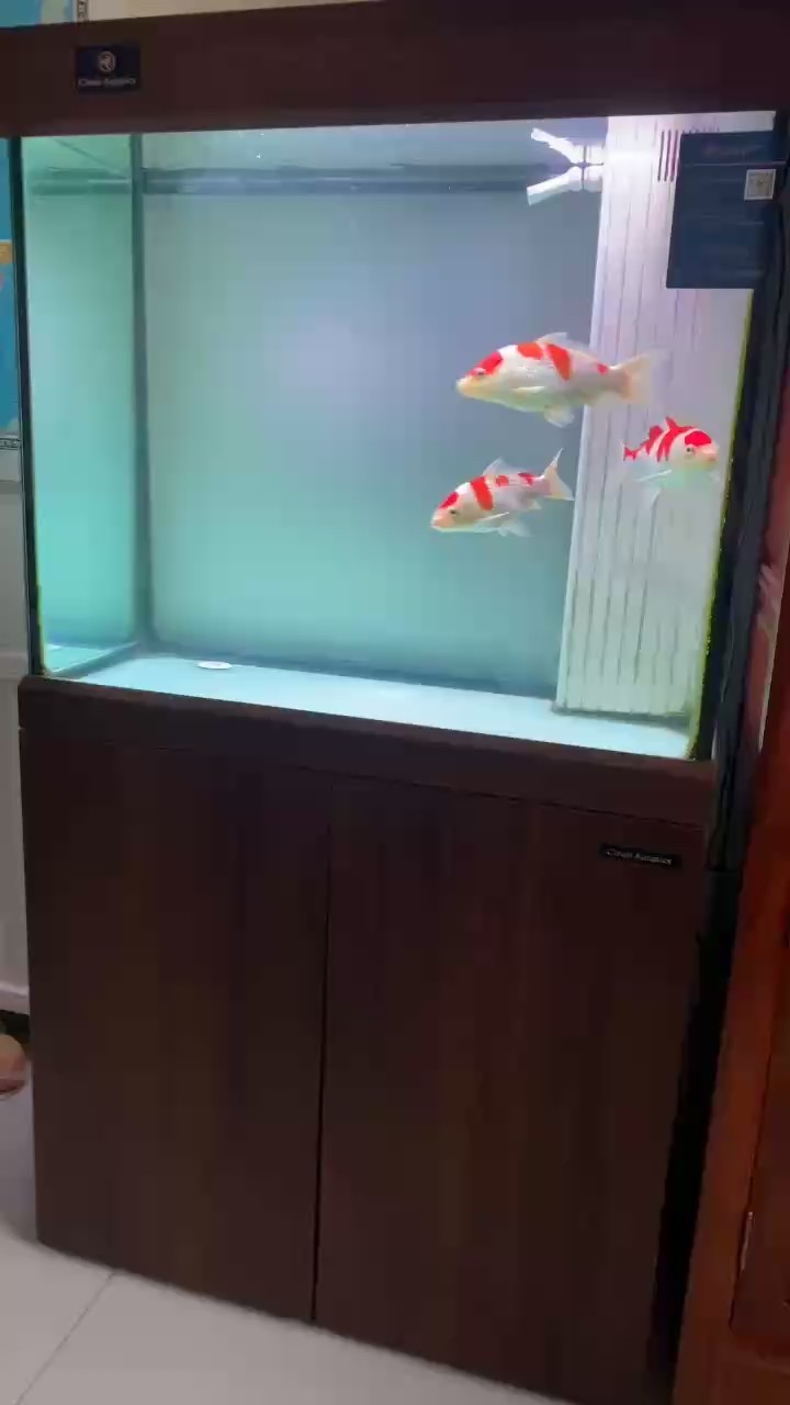 更新更新 三小只成長記