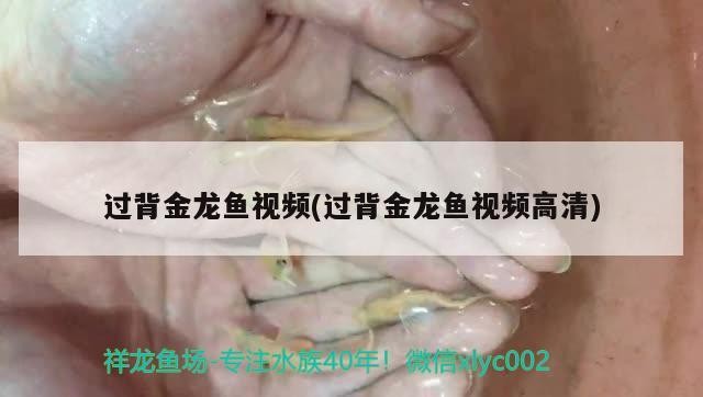 過背金龍魚視頻(過背金龍魚視頻高清)