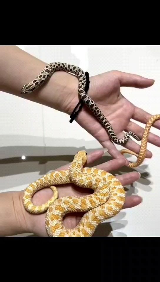 出各種品種各種蛇苗子