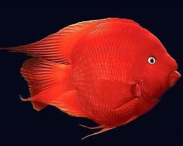 隨州可麗愛魚缸專賣店地址：隨州可麗愛魚缸專賣店，打造您的水族世界