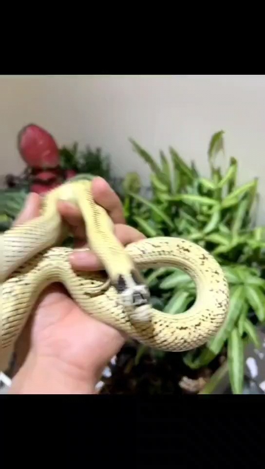 出各種顏色的蛇苗子