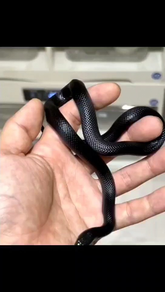 黑色小辣條喜歡的看看我