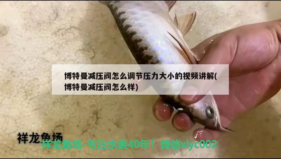 博特曼減壓閥怎么調節壓力大小的視頻講解(博特曼減壓閥怎么樣) 博特曼減壓閥怎么調節壓力大小的視頻講解(博特曼減壓閥怎么樣) 博特水族