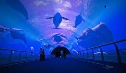 大連水族館vs祥龍魚場(chǎng)（大連水族館可能與觀賞魚市場(chǎng)有關(guān)聯(lián)，但具體信息較少）