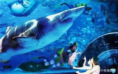 大連水族館vs祥龍魚場(chǎng)（大連水族館可能與觀賞魚市場(chǎng)有關(guān)聯(lián)，但具體信息較少）