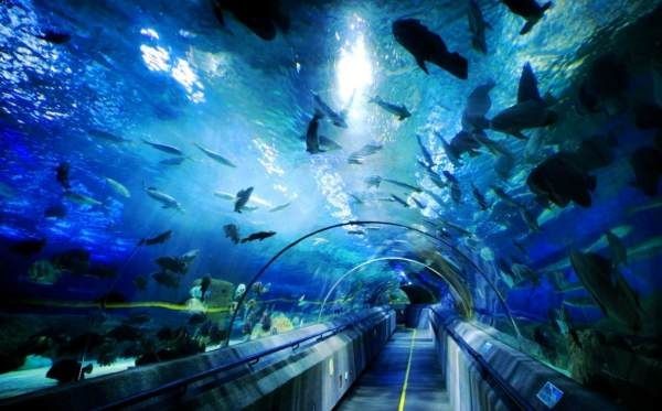 大連水族館vs祥龍魚場(chǎng)（大連水族館可能與觀賞魚市場(chǎng)有關(guān)聯(lián)，但具體信息較少）