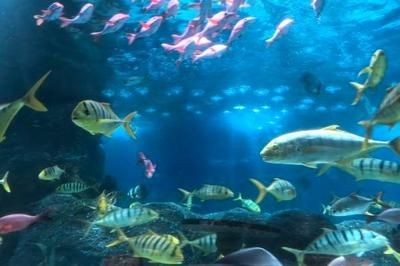 大連水族館vs祥龍魚場(chǎng)（大連水族館可能與觀賞魚市場(chǎng)有關(guān)聯(lián)，但具體信息較少）