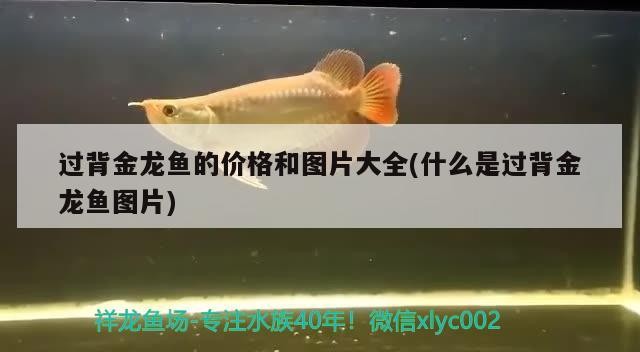 過背金龍魚的價格和圖片大全(什么是過背金龍魚圖片)