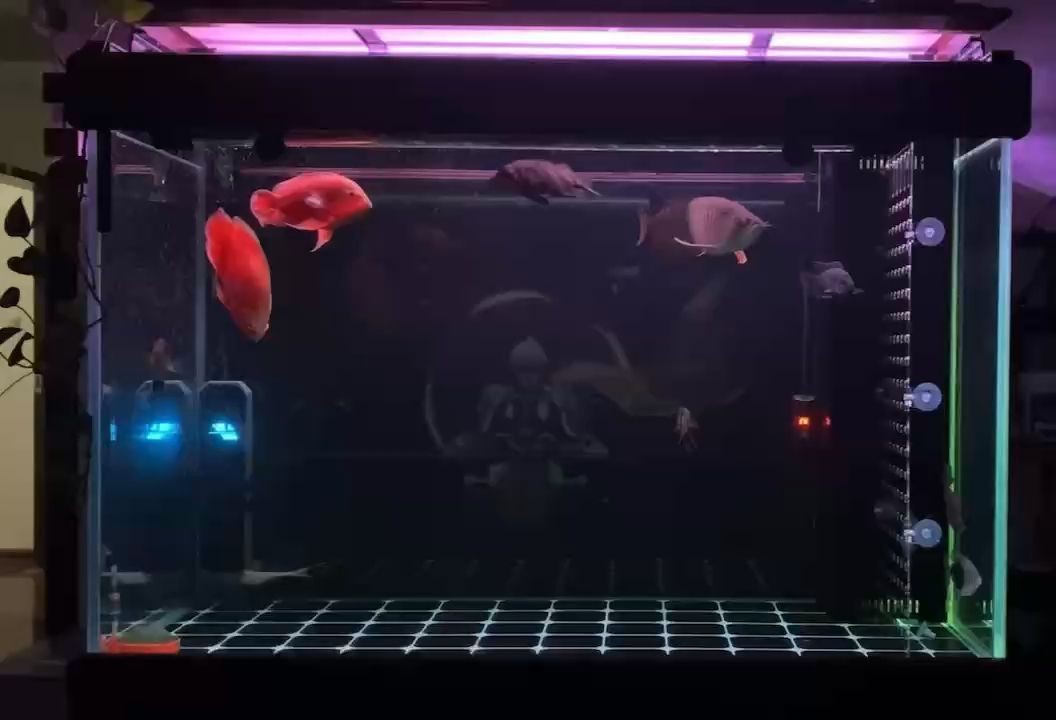 阿勒泰市北屯友瑞景觀花卉店 阿勒泰市北屯友瑞景觀花卉店 全國水族館企業名錄 第2張