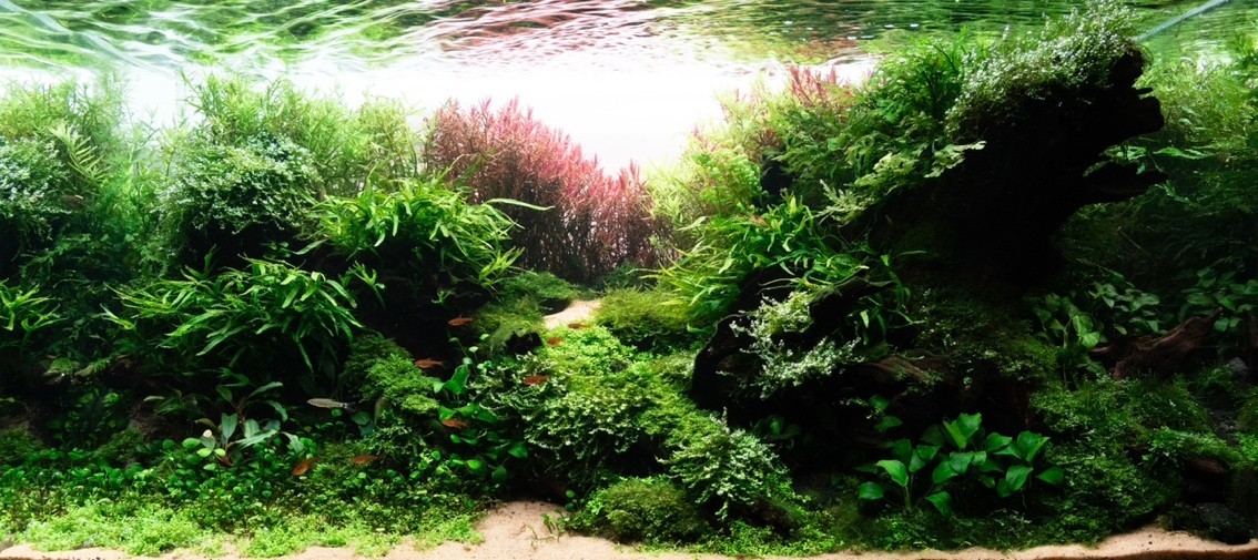 貼個成景照 貼個成景照 龍魚論壇