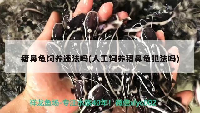 鸚鵡魚和銀龍魚混養(yǎng)怎樣喂食 豬鼻龜飼養(yǎng)違法嗎(人工飼養(yǎng)豬鼻龜犯法嗎) 豬鼻龜百科 豬鼻龜飼養(yǎng)違法嗎(人工飼養(yǎng)豬鼻龜犯法嗎) 豬鼻龜飼養(yǎng)違法嗎(人工飼養(yǎng)豬鼻龜犯法嗎) 豬鼻龜百科